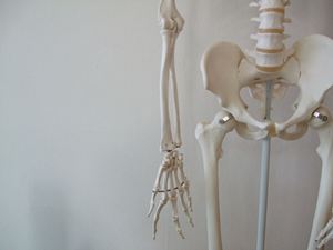 腕の骨格模型