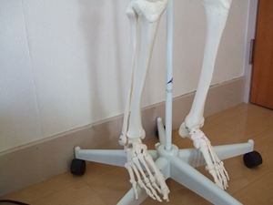 足の骨格模型